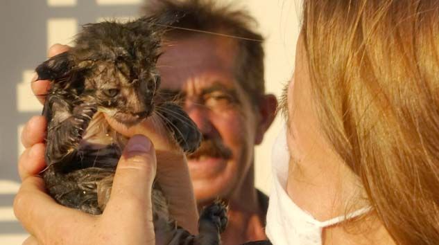 8 saat süren yavru kedi kurtarma operasyonu