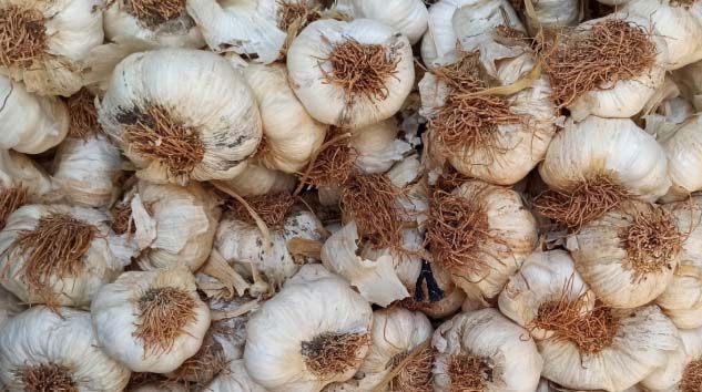 Yerli sarımsak çıktı, kilosu 60 liradan 15 liraya düştü