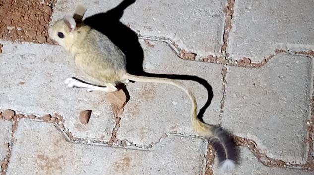 Kanguru faresi Adıyaman’da görüldü