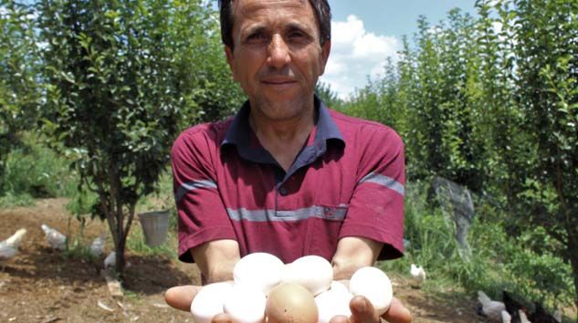 Satacağı meyveleri tavuklara yedirip yumurtasını 2 liraya satıyor