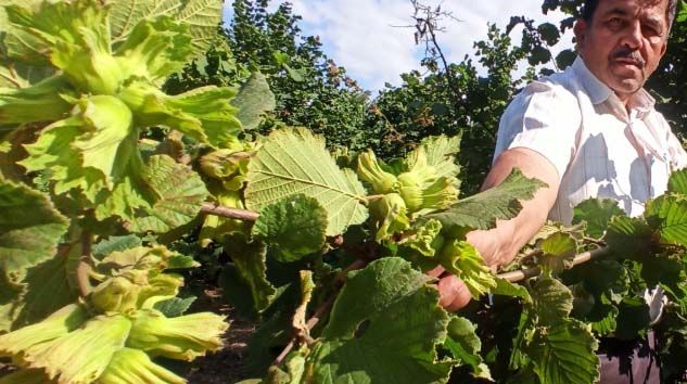 Fındıkta rekolte düştü