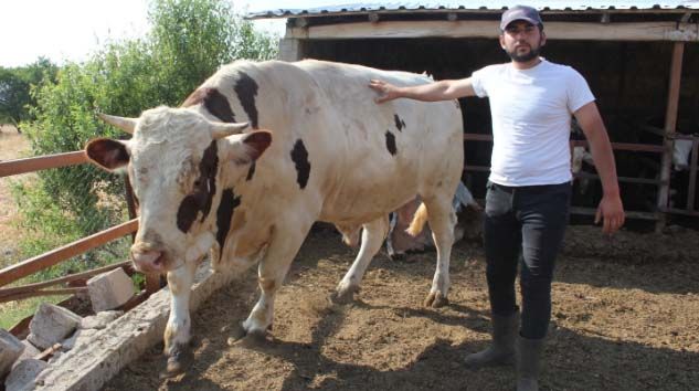Isparta’da 1.3 tonluk boğa 30 bin TL’ye alıcısını bekliyor