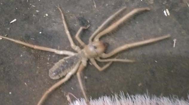 Bingöl’de “Sarıkız” örümceği görüldü