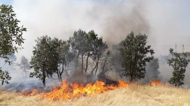 Diyarbakır’da ağaçlık alanda yangın: 300 dönümlük alan kül oldu