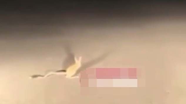 Dünyanın en ilginç hayvanlarından “Kanguru Faresi” Ankara’da görüldü