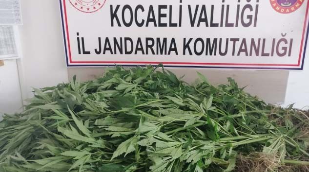 Yaşlı kadının 30 yıldır kullanmadığı araziyi uyuşturucu tarlasına çevirdiler Yaşlı kadının 30 yıldır kullanmadığı araziyi uyuşturucu tarlasına çevirdiler