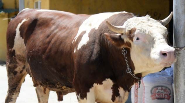 1.4 tonluk boğa 55 bin TL’ye satışa çıkarıldı