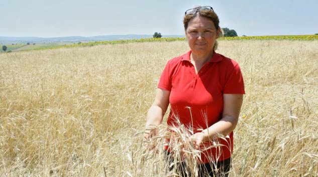 Bu buğday radyasyona dayanıklı
