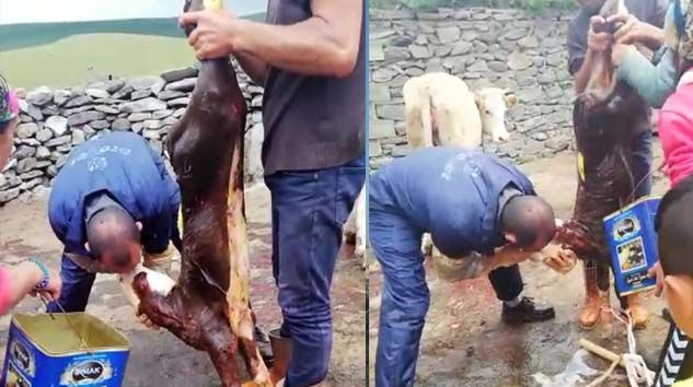 Buzağıyı suni teneffüs yaparak kurtardı