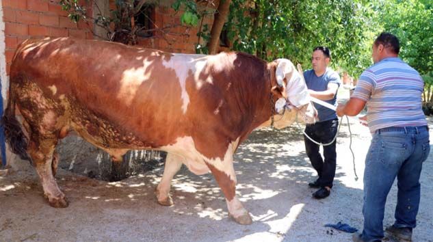 İki tonluk boğa 70 bin liraya satışa çıkarıldı