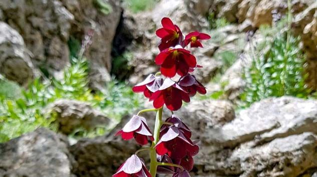 Bu çiçeği koparana 62 bin lira ceza