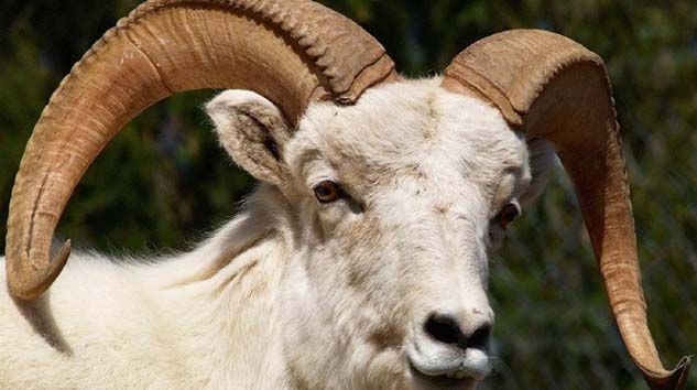 Taksit ile kurbanlık satışları başladı