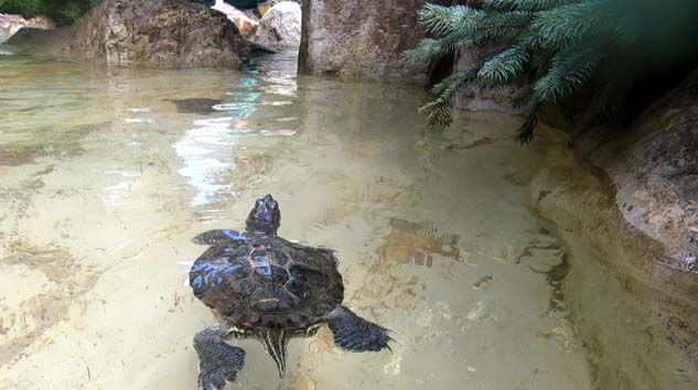 Kaplumbağalar Bağcılar Belediyesi’nin maskotu oldu