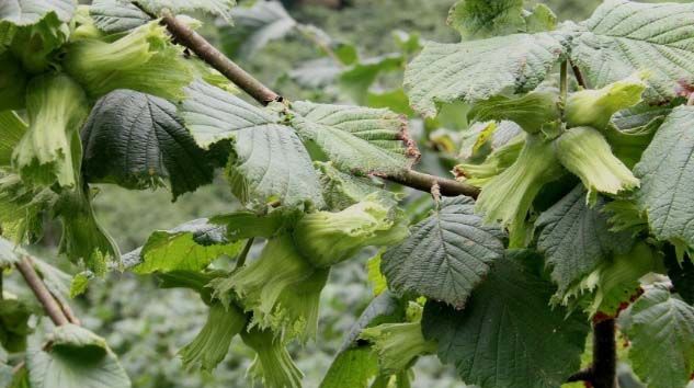 Fındıkta tahmini rekolte belirlendi