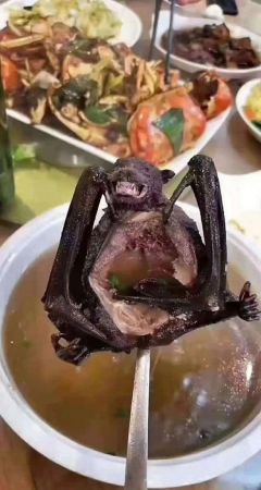 Dünyayı dehşete düşüren virüsle ilgili bomba ‘yarasa’ iddiası