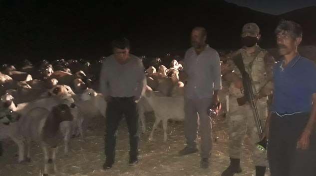 Kayıp olan 300 adet küçükbaş hayvan drone ile bulundu