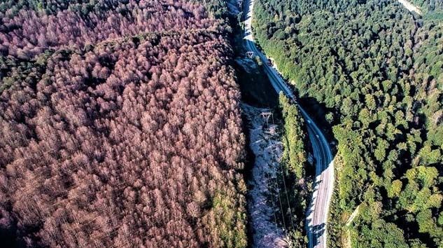 Tırtılların zarar verdiği kayın ormanları yeniden yeşerdi