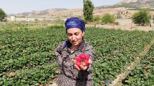 Korona virüs çilek fiyatlarını aşağı çekti