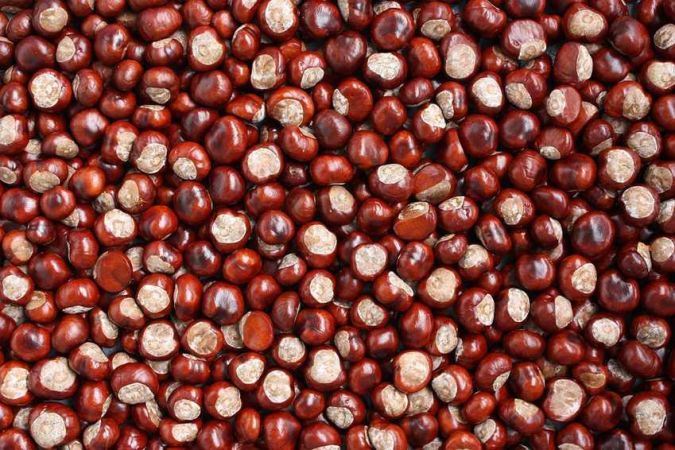 Kestanenin az bilinen faydaları