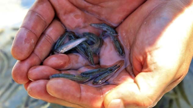 İlk defa üretimi yapılan 420 bin adet siraz balığı Hazar Gölü’ne bırakıldı