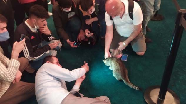 Ayasofya’nın dünyaca ünlü kedisi ‘Gli’ büyük ilgi görüyor