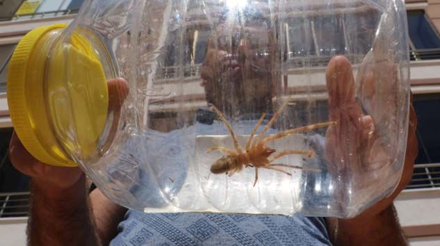 Sivas’ta Sarı Kız örümceği paniği