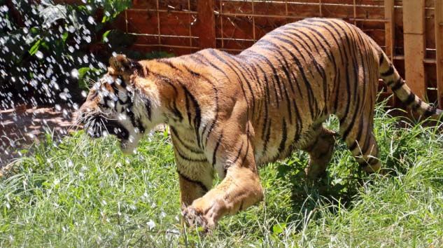 İllüzyonist Aref’in Bengal kaplanı hayvanat bahçesinin maskotu oldu