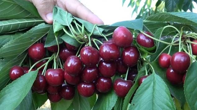 Uluborlu kiraz hasatında tarihi rekor kırdı