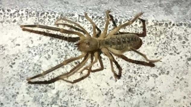 Elazığ’da da Sarıkız örümceği görüntülendi
