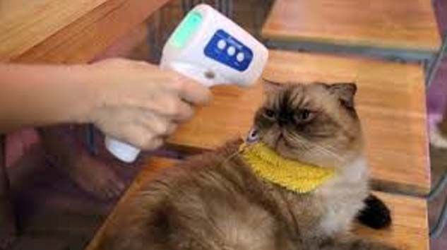 İngiltere’de evde bakılan bir kedide Covid-19 tespit edildi
