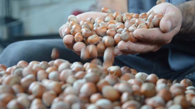 Ordulu üreticiler fındık fiyatlarından memnun