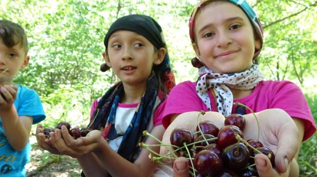 Bin 300 rakımda kiraz hasadı