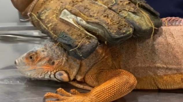 Üsküdar’da 125 santim uzunluğunda İguana bulundu