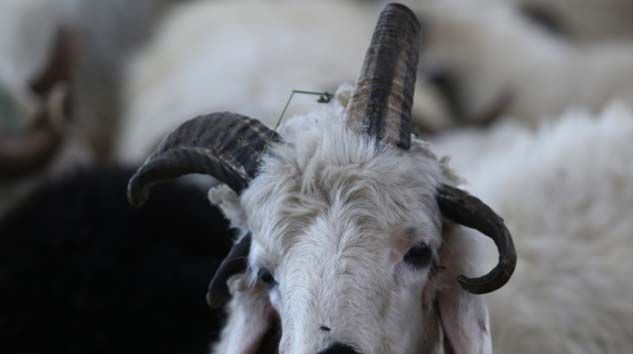 4 boynuzlu koç görenleri şaşkına çeviriyor