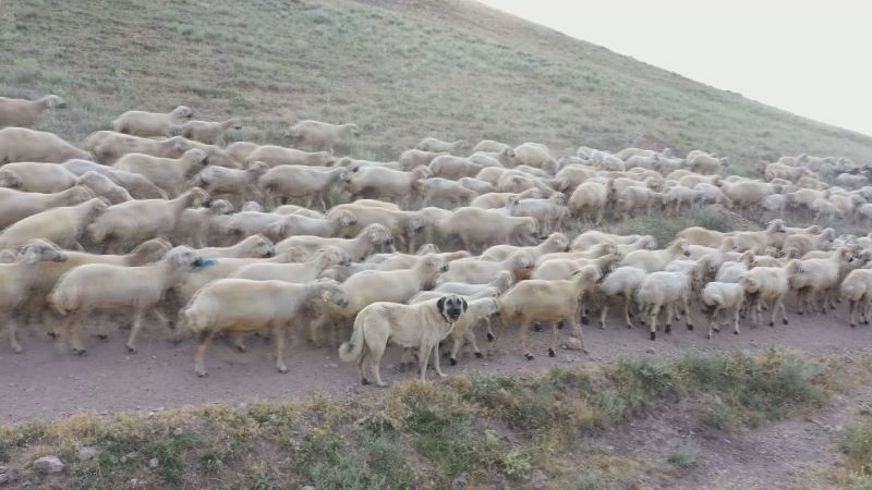 Kangallara genetik koruma