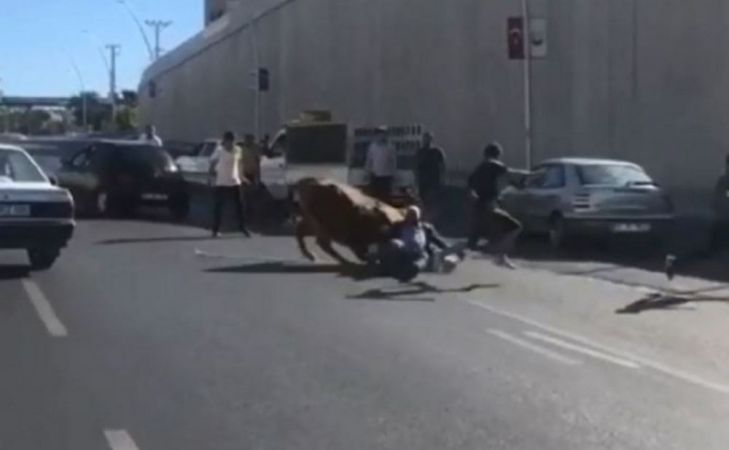 Kaçan boğa sahibini yere serdi
