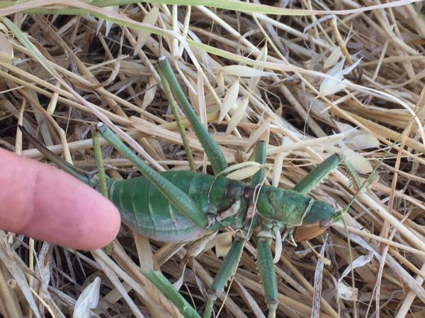 Dev çekirgeyi görenler şaşkına döndü