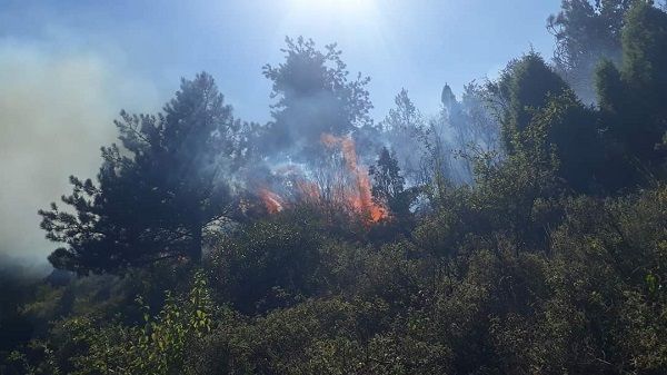 Zonguldak’ta orman yangını