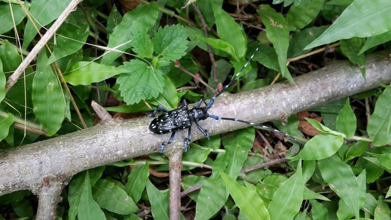 Fındığın kanseri ‘Drakula’ yayılışını sürdürüyor