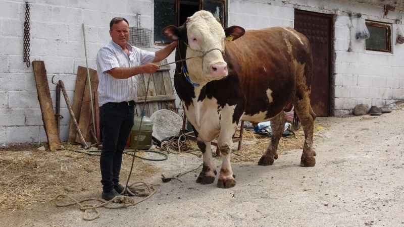 Kurbanlık fiyatı ikinci el otomobillerle yarışıyor