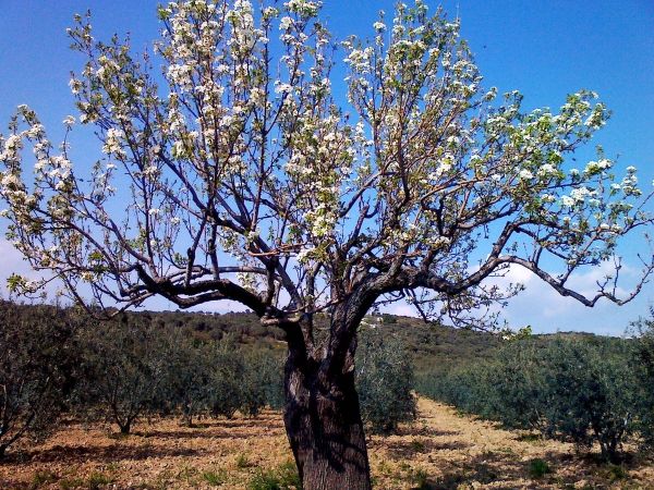 Kuşadası’nda biri bin yıllık iki anıt ağaç bulundu