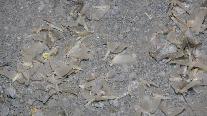 Kelebeklerin ‘ölüm dansı’ başladı