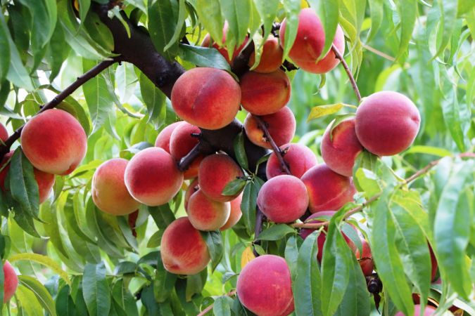 Çarşamba Ovası şeftalide Bursa’ya rakip