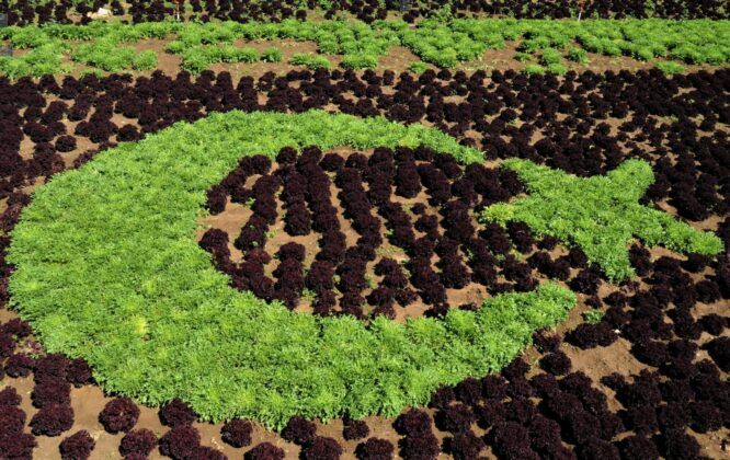 Bayrak sevgisini tarlaya ekti