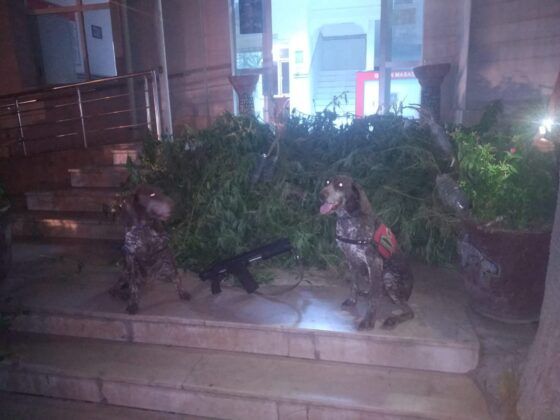 Üç ilçede uyuşturucu operasyonu