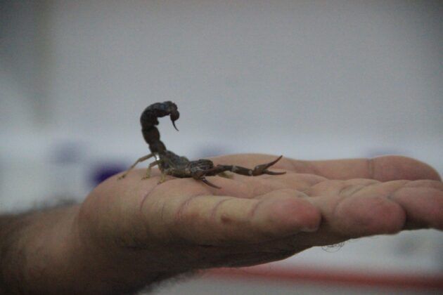 Kara Akrep Tesisi Kurdu Dünyanın En Pahalı Akrebini Üretiyor