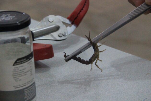 Kara Akrep Tesisi Kurdu Dünyanın En Pahalı Akrebini Üretiyor