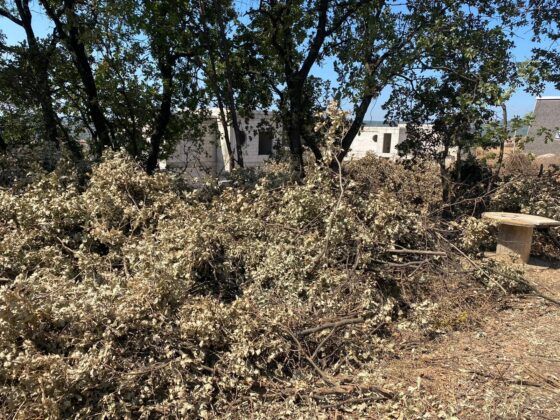 Komedi gibi ”Ağaçlar izinsiz dikilmiş kesiyoruz”