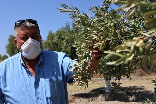 Çöl sıcakları hangi bitkiyi vurdu