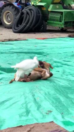 Kaz ile köpeğin örnek arkadaşlığı